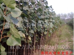 河北省2013年预计种植杨树苗一千万亩107品种杨树苗