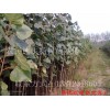 河北省2013年预计种植杨树苗一千万亩107品种杨树苗