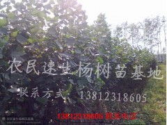 2013年山西省3米高杨树苗行情信息