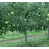 供应3公分苹果树，4、5公分苹果树，6、7、8公分苹果树