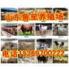 出售小牛犊、架子牛、育肥牛、鲁西黄牛