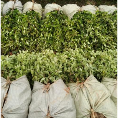 油茶苗种植规格尺寸,高产油茶树苗,油茶树栽培