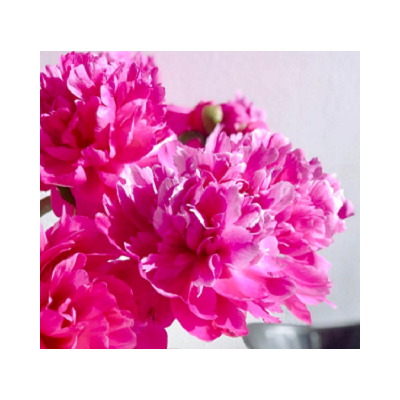 【FlowerPlus】四月：芍药开，待你归
