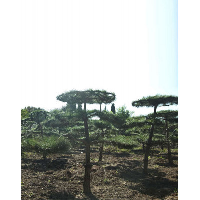 新疆造型松种植 造型松工程绿化苗木 振河园林