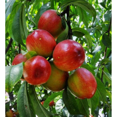 中油5油桃批发，陕西518油桃产地立春油桃油桃种植基地