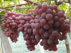 陕西夏黑葡萄批发户太葡萄产地各种红提葡萄基地