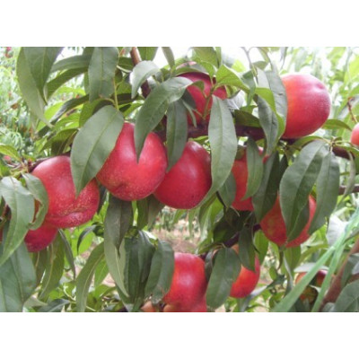 中油5油桃批发，陕西518油桃产地立春油桃油桃种植基地