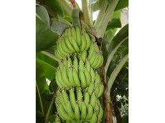 供应香蕉苗和粉蕉苗和西贡蕉苗玉林蕉苗园