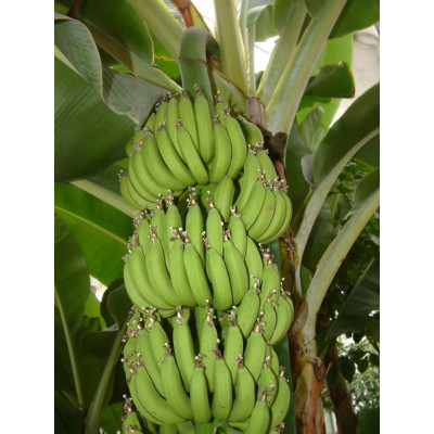供应香蕉苗和粉蕉苗和西贡蕉苗玉林蕉苗园