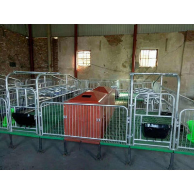 落地母猪产床厂家 自动化养猪设备 热镀锌双体母猪分娩床