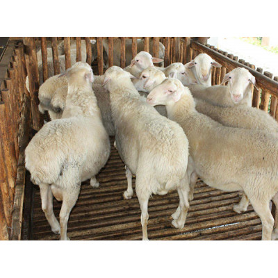 供应梁山澳洲白羊养殖场澳洲白羊多少钱一只