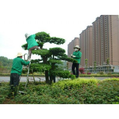 别墅绿化管理，花园绿化养护，企业绿化养护，厂区植物养护保养