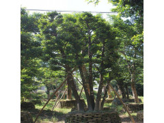 供应玉林野生山竹树和菠萝树和龙眼树基地