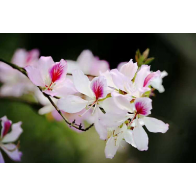 花加：紫荆花的花语和传说故事