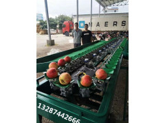 广东火龙果重量分级设备 水果分选机一机多用 适用于多种水果