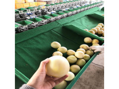 甜瓜分选机 水果重量分级设备 适用于多种水果分选