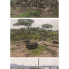 内蒙古营养钵油松，大油松，2米油松