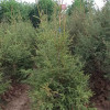 内蒙古批发6米高云杉 6.5米7米7.5米8米高云杉价格