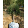 新疆柳树基地供应柳树苗 承接绿化树荫工程 8公分垂柳树价格