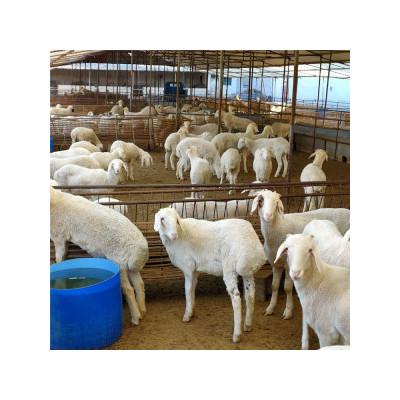 供应新疆阿合奇县小尾寒羊养殖前景常年供应小尾寒羊