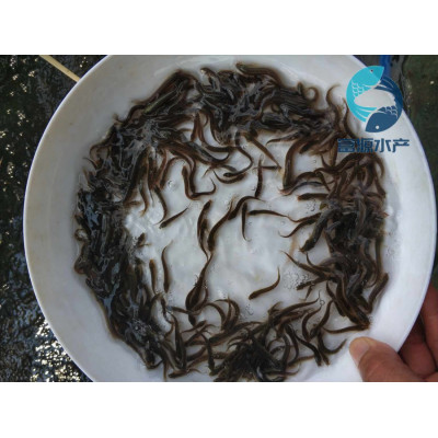 台湾泥鳅苗出售价格泥鳅鱼苗批发价格泥鳅苗供应