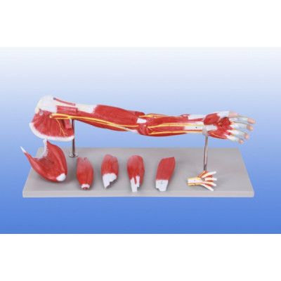 KAY-A331上肢肌肉附主要血管神经模型上肢肌肉解剖模型