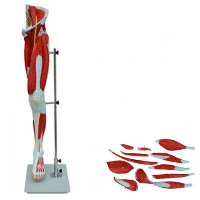 KAY-A332下肢肌肉附主要血管神经模型大腿肌肉解剖模型