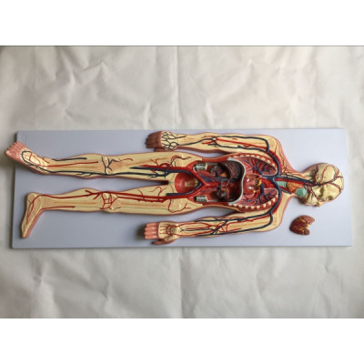 康谊KAY-A438血液循环模型人体全身血液循环系统模型